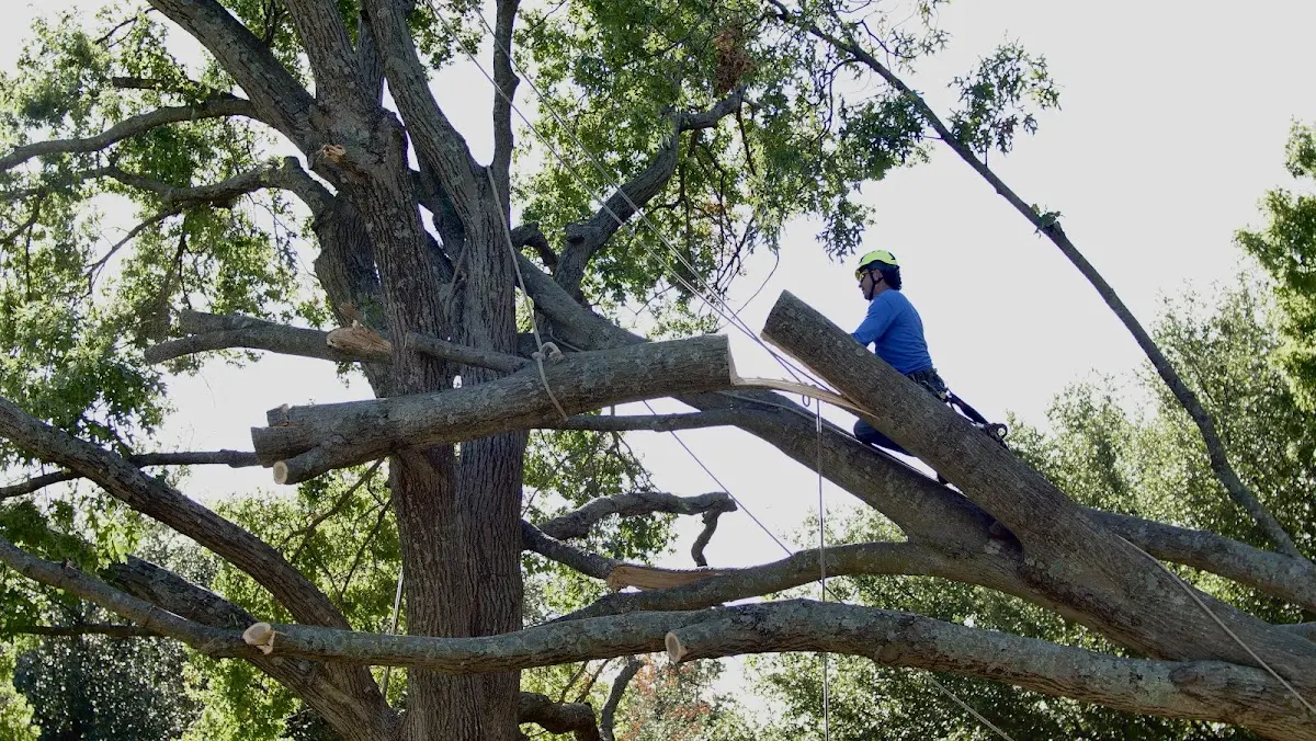 Professional Crown Thinning performed by certified arborists in Homeworth