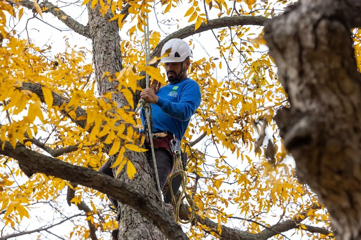Skilled Tree Pruning crew working in Homeworth