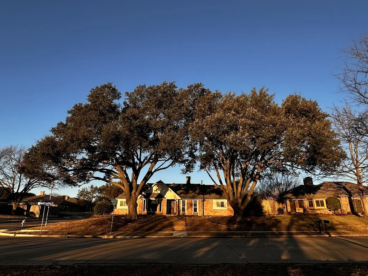 Established residential canopy tree shading a home in Homeworth